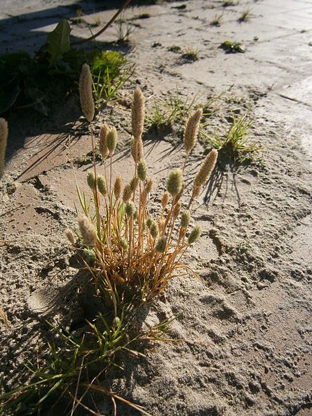 File:Phleum arenarium 001.JPG