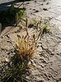 Phleum arenarium