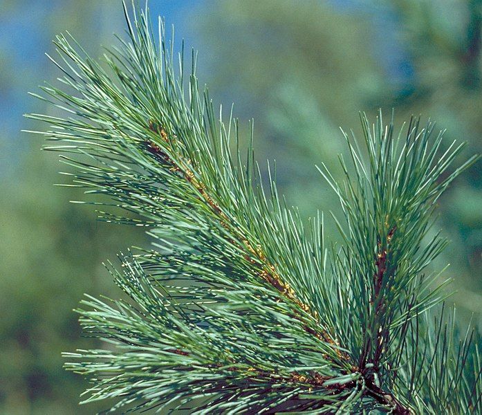 File:Pinus monticola foliage.jpg