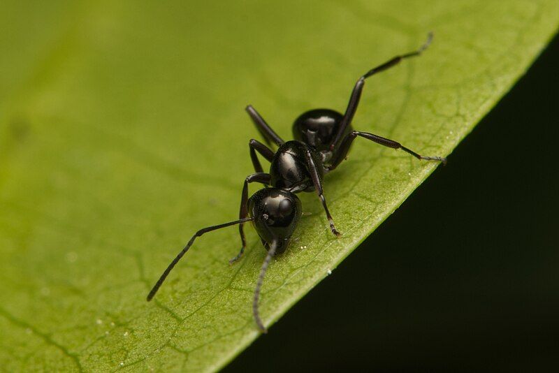 File:Polyrhachis mackayi.jpg