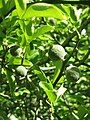 Citrus trifoliata fruits