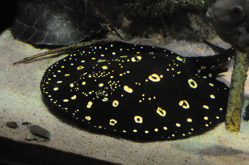 File:Potamotrygon national aquarium.jpg