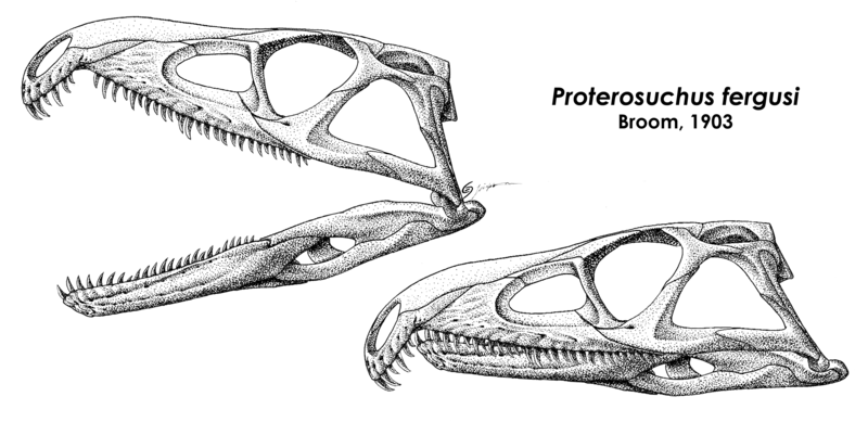 File:Proterosuchus fergusi skull.png