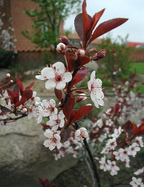 File:Prunus-cistena-cultivar-Nigra.JPG