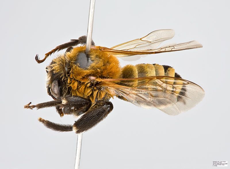 File:Ptilothrix relata Male.jpg