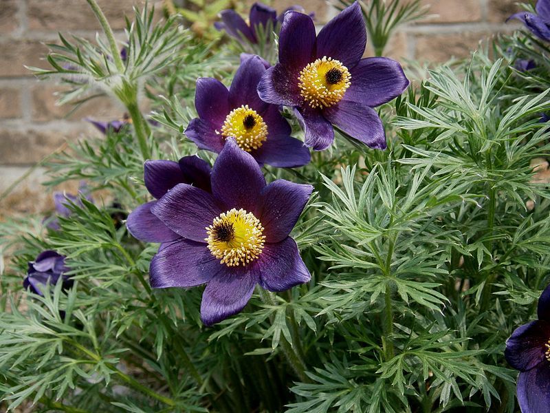 File:Pulsatilla vulgaris001.jpg