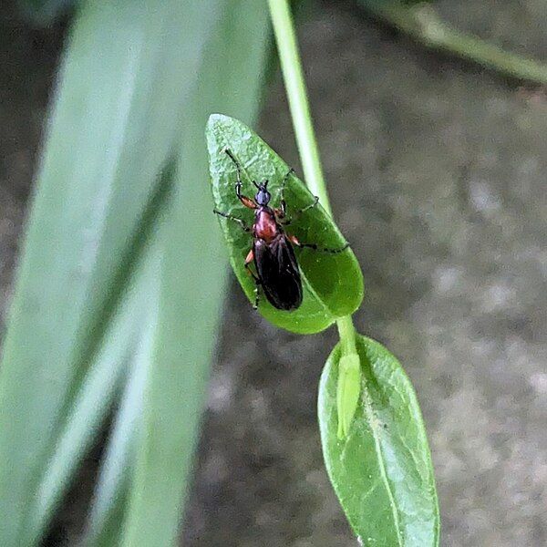 File:Red-Legged March Fly.jpg