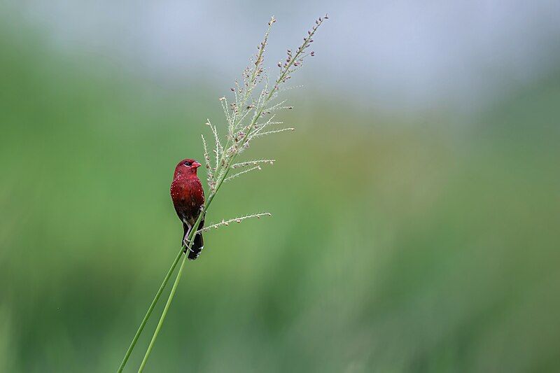 File:Red Avadavat.jpg