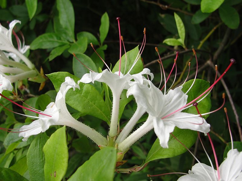 File:Rhododendron aborescens.jpg