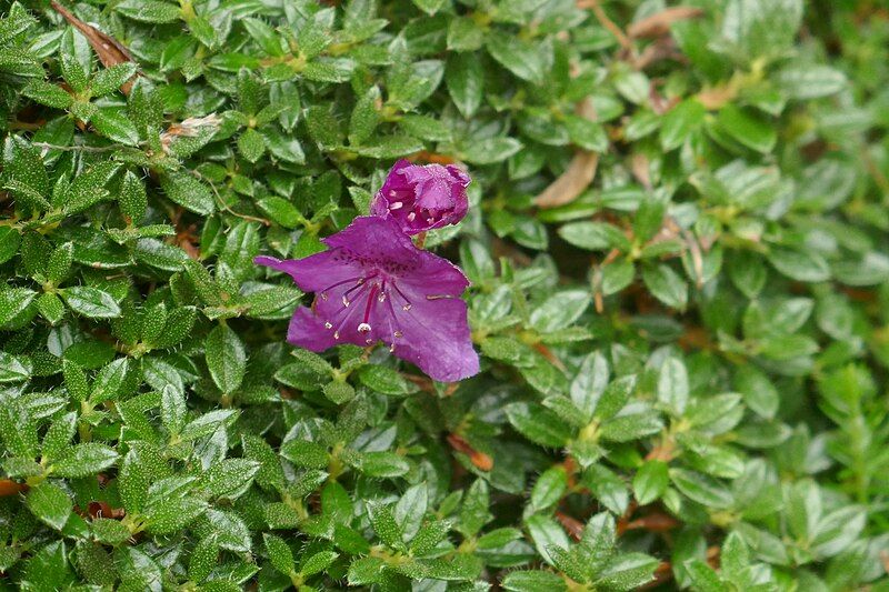 File:Rhododendron kelticum.jpg