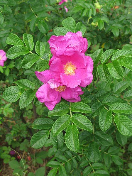 File:Rosa rugosa Tokyo.JPG