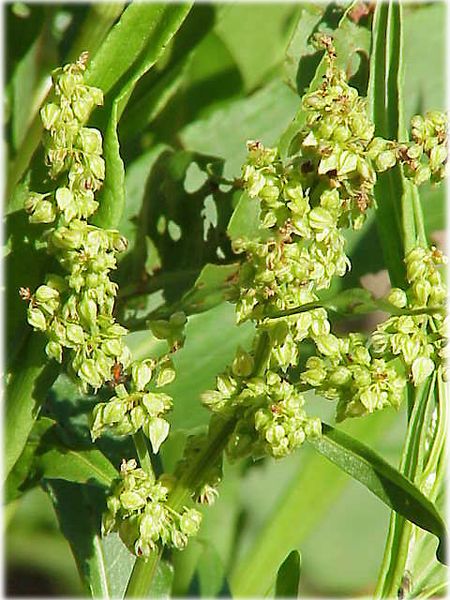 File:Rumex-triangulivalvis01.jpg