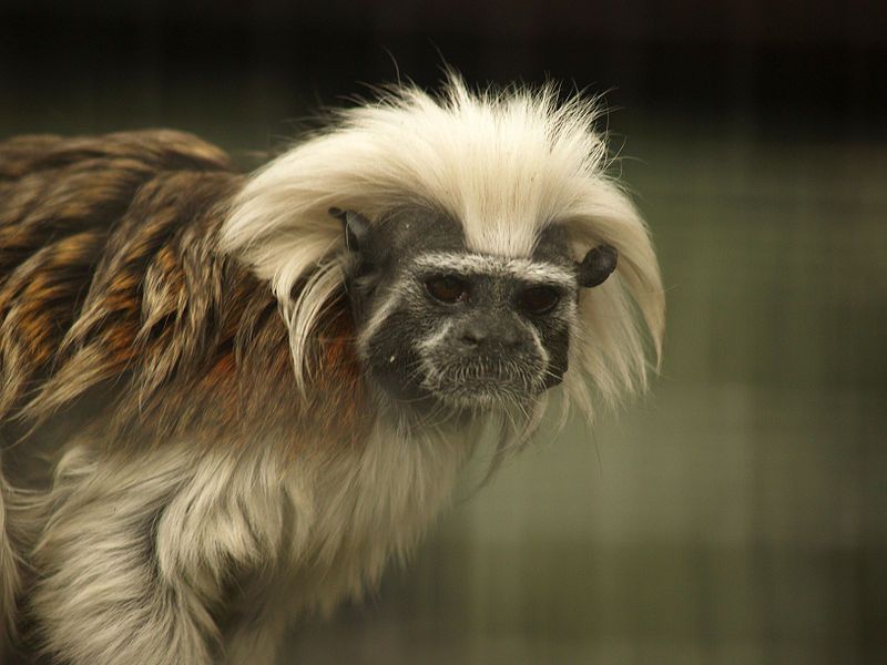 File:Saguinus oedipus.jpg