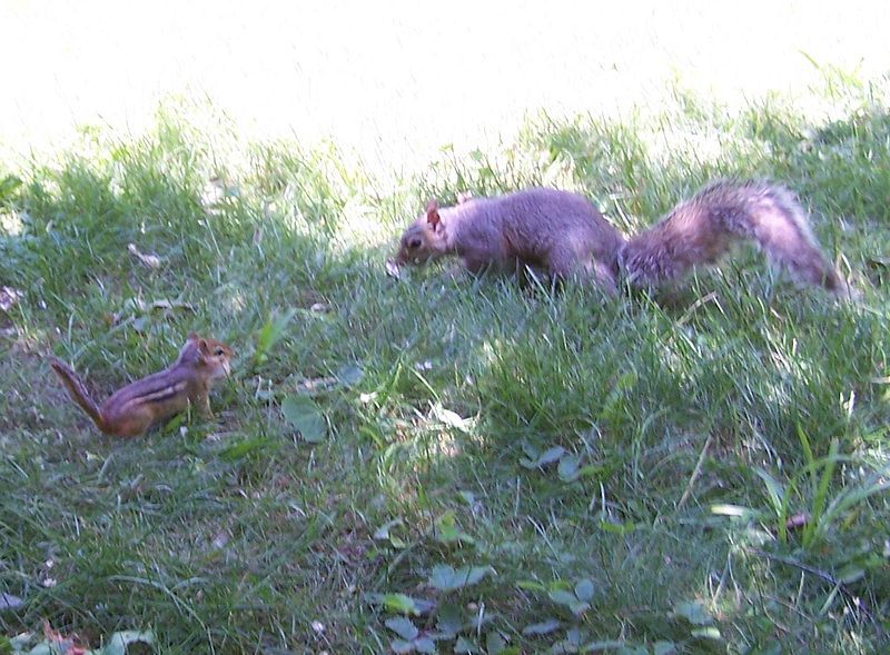 File:Squirrel-chipfaceoff2.jpg