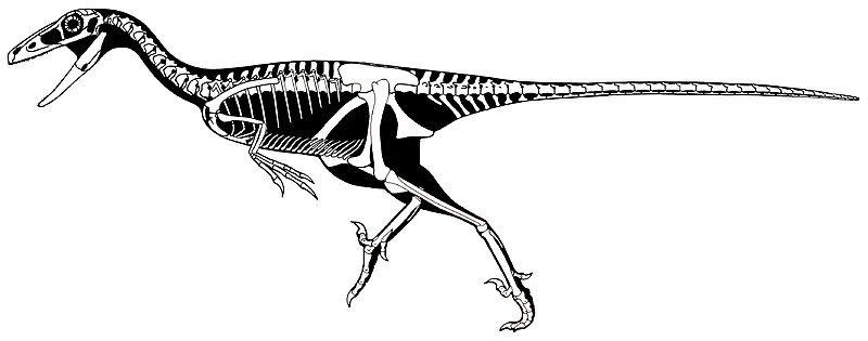 File:Stenonychosaurus skeleton.jpg