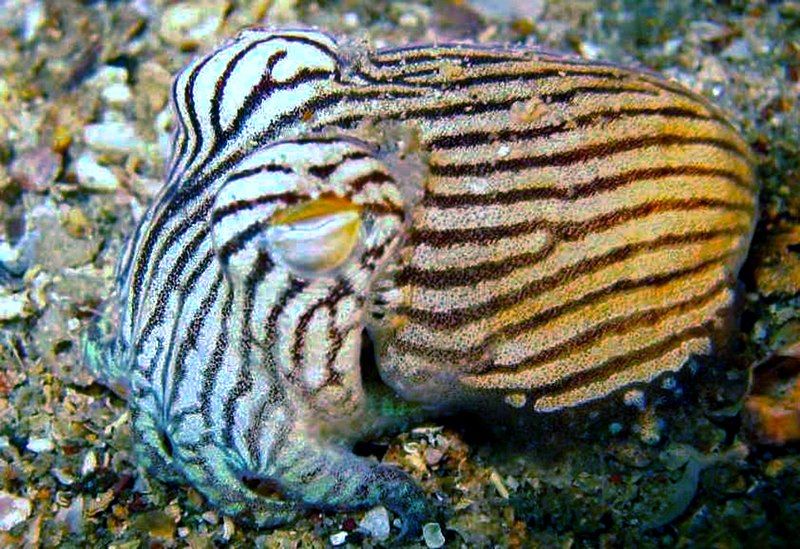 File:Striped pyjama squid.jpg