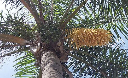 Inflorescence