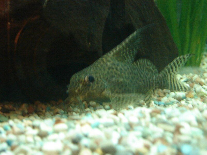 File:Synodontis eupterus 1.jpg