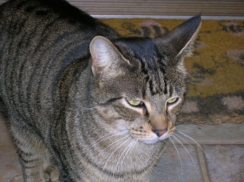 File:Tabby-cat.jpg