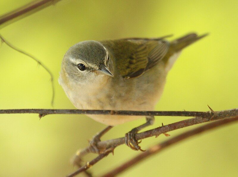 File:Tennessee Warbler Tex.jpg