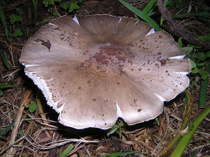 File:Termitomyces letestui 6395.jpg