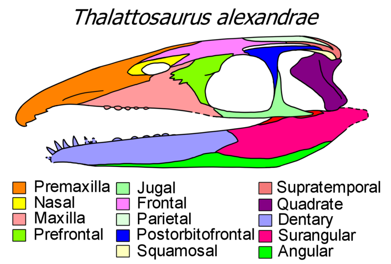 File:Thalattosaurus skull diagram.png