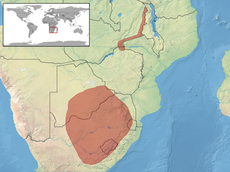 File:Trachylepis punctatissima distribution.png