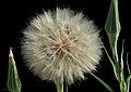 Yellow salsify seedhead