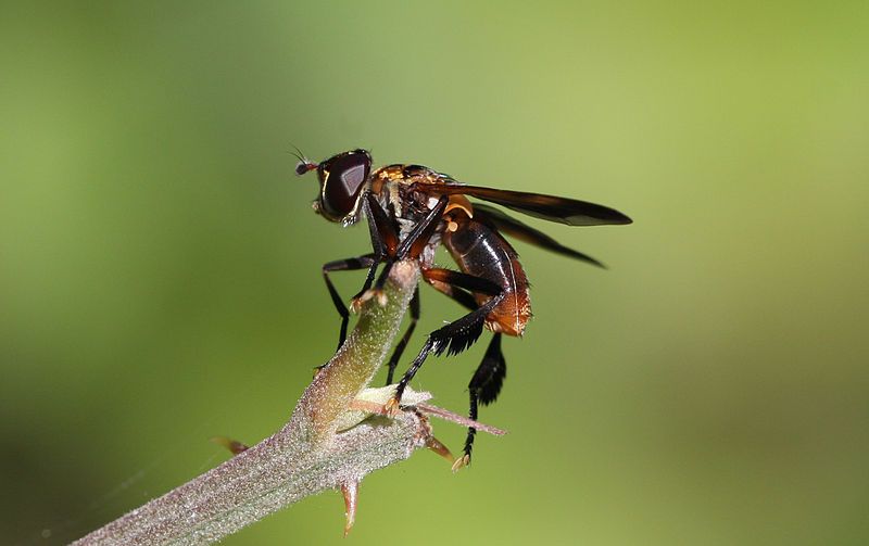 File:Trichopoda pennipes.jpg