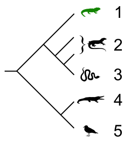 File:Tuatara cladogram.svg