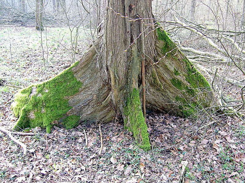 File:UlmusBrettwurzel.jpg