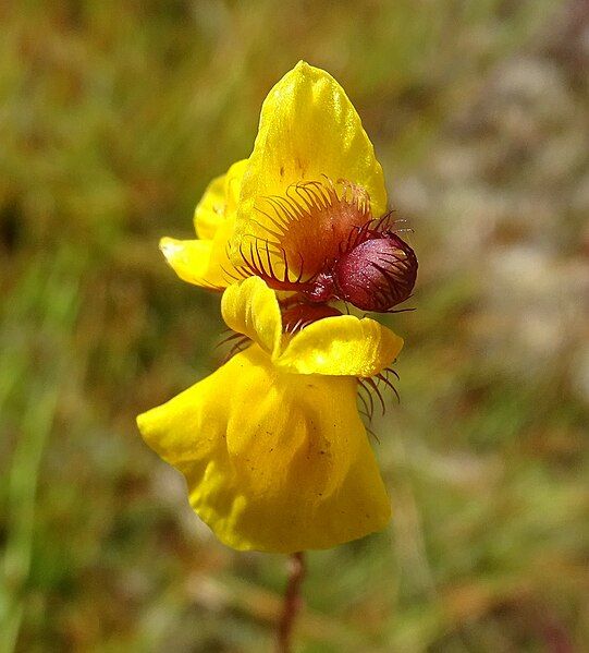 File:Utricularia simulans.jpg