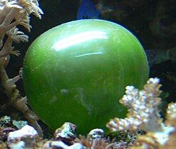 The unicellular bubble algae lives in tidal zones. It can have a 4 cm diameter.[393]