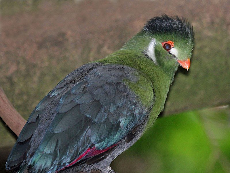 File:White-cheeked Turaco RWD3.jpg