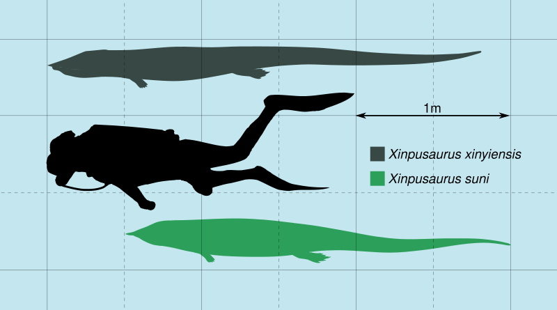 File:Xinpusaurus Scale.svg