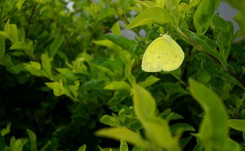 File:Yellow-Butterfly.jpg