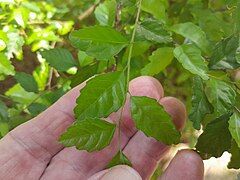 Foliage