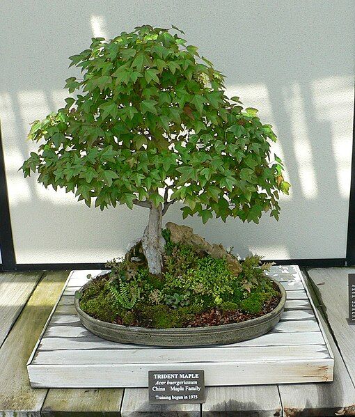 File:Acer buergerianum bonsai.jpg