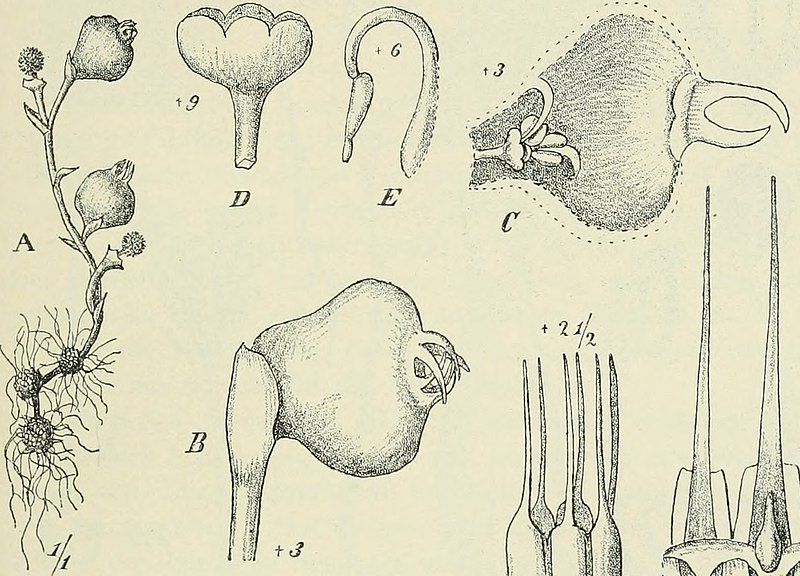 File:Afrothismia pachyantha.jpg