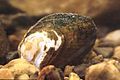 Slippershell mussel, Alasmidonta viridis