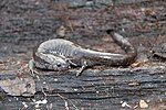 Small-mouth salamander (Ambystoma texanum)