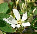 Amelanchier utahensis