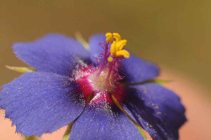 File:Anagallis arvensis azurea.jpg