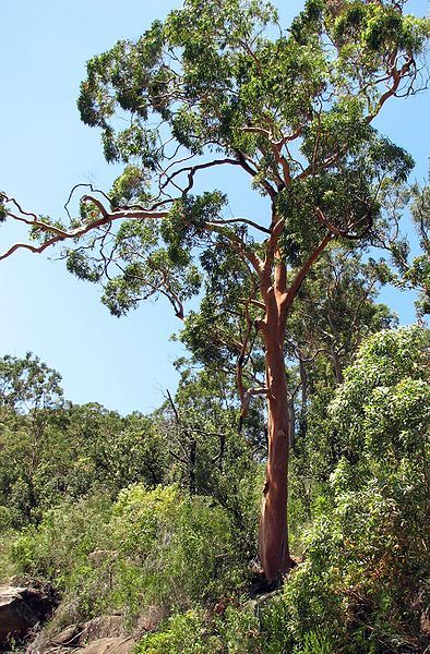 File:Angophora costata-tree.JPG