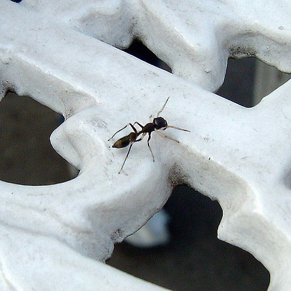 File:Antspider.JPG