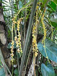 Inflorescence