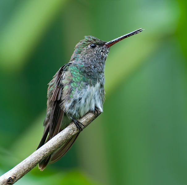 File:BEIJA-FLOR-DE-GARGANTA-VERDE (Amazilia fimbriata).jpg