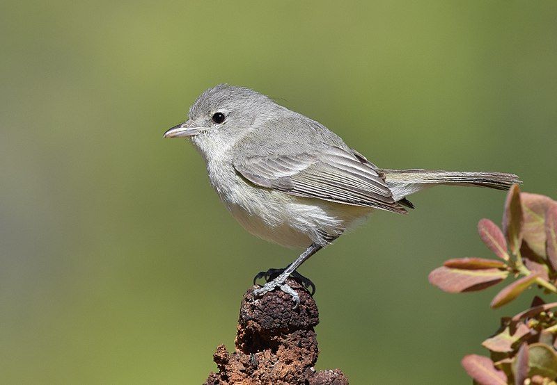 File:Bell's Vireo (34056428355).jpg