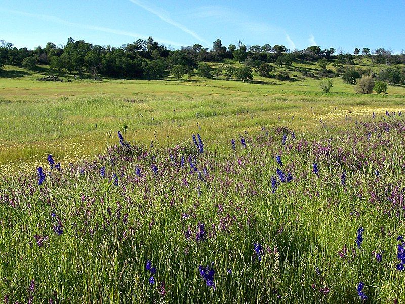 File:Bidwell Park Chico.jpg