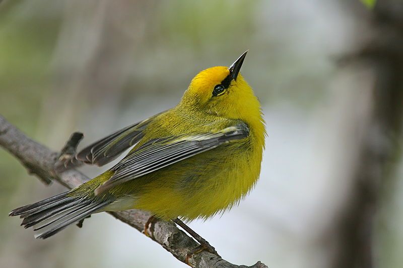 File:Blue-winged Warbler.jpg